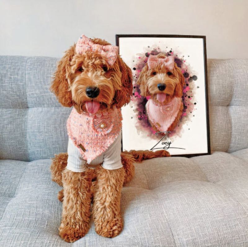 Krullenhond Zoey met een roze bandana zit naast haar ingelijste portret op de bank