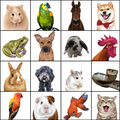 PetsPortrait Renaissance Huisdieren Portret